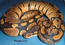 F22 Ball Python