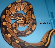 F5 Ball Python