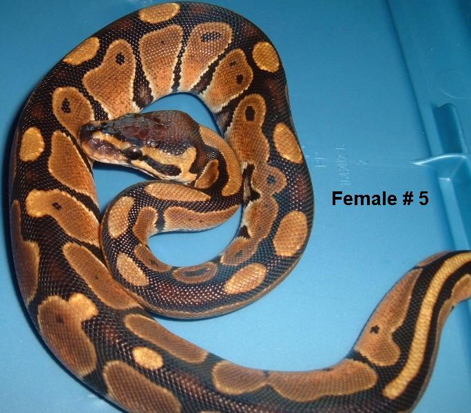 F5 Ball Python