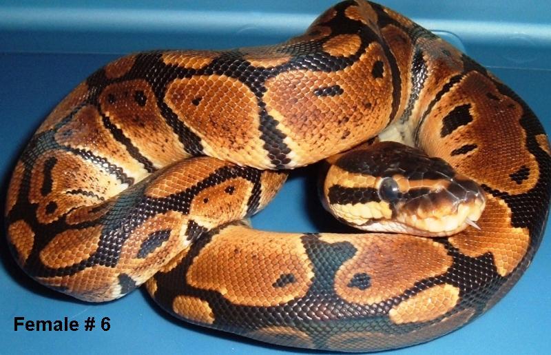 F6 Ball Python