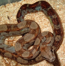 Nicaraguan Boa