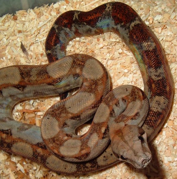 Nicaraguan Boa
