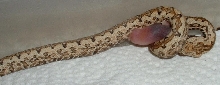 isabel island boa