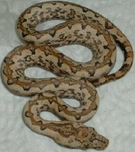 solomon island boa