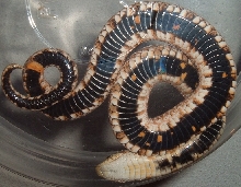 WHog1Mventral