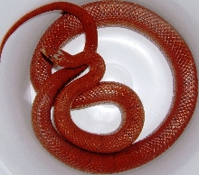 bloodred male