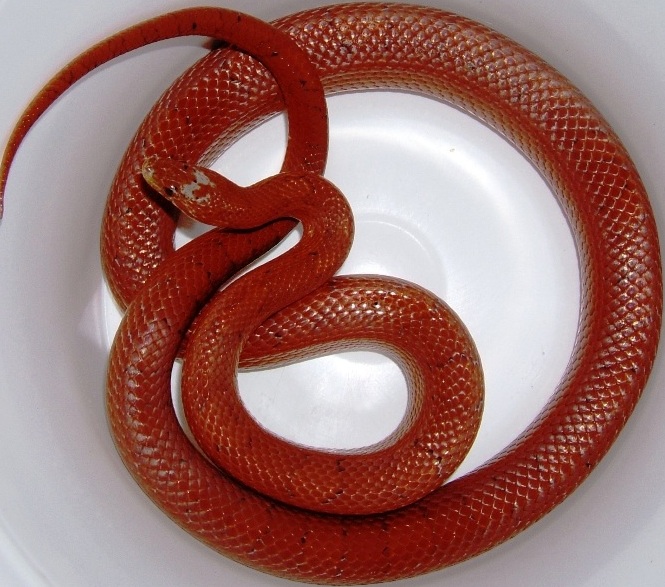 bloodred male