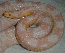 snow corn snake