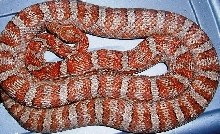 miami corn snake