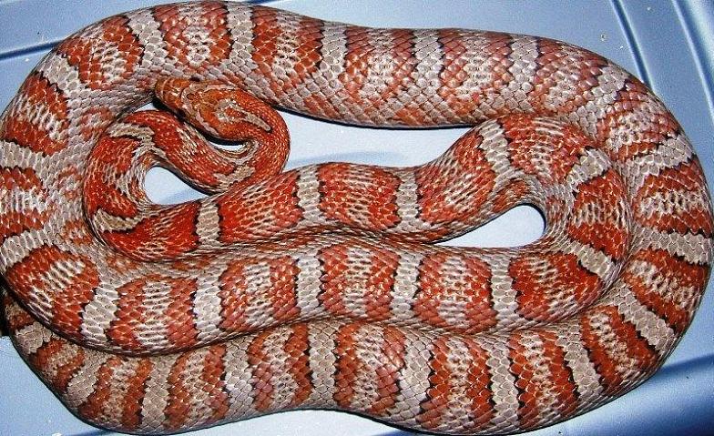 miami corn snake