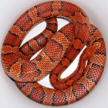 okeetee corn snake