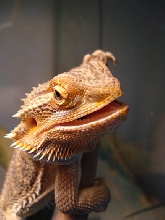 Kleio