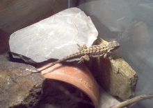 Kleio climbing