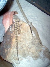 Basking