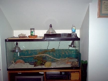 Tank setup