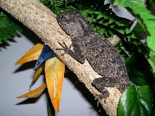 Female 2 MHD