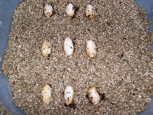 MHD eggs