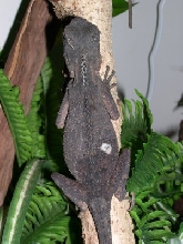 Gravid dragon?