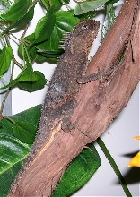 Daisy_dirt