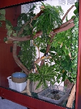 dragon enclosure