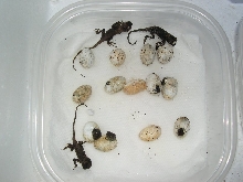 cbb Acanthosaura Capra, mhd hatchlings