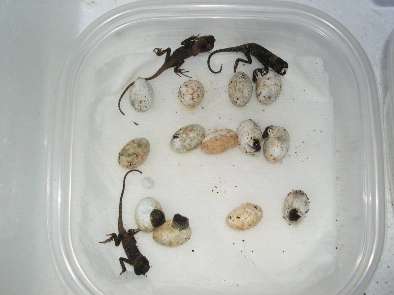 cbb Acanthosaura Capra, mhd hatchlings