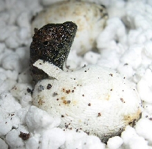 cbb mhd hatchling close-up