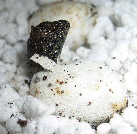 cbb mhd hatchling close-up