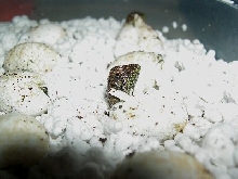 mhd eggs hatching