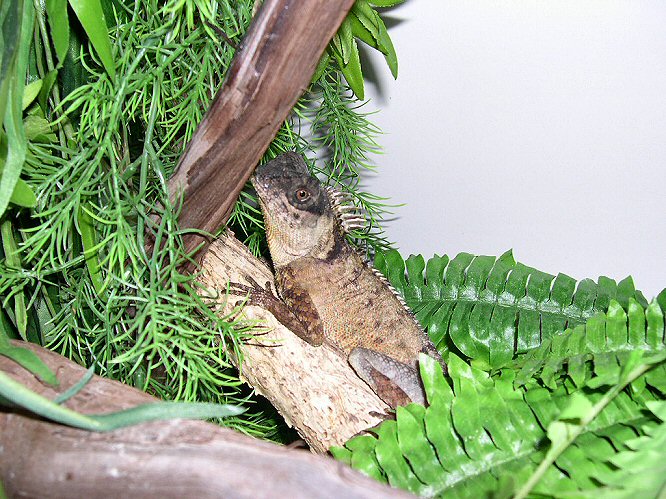 Male A. Capra after 1 year