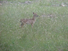 Fawn