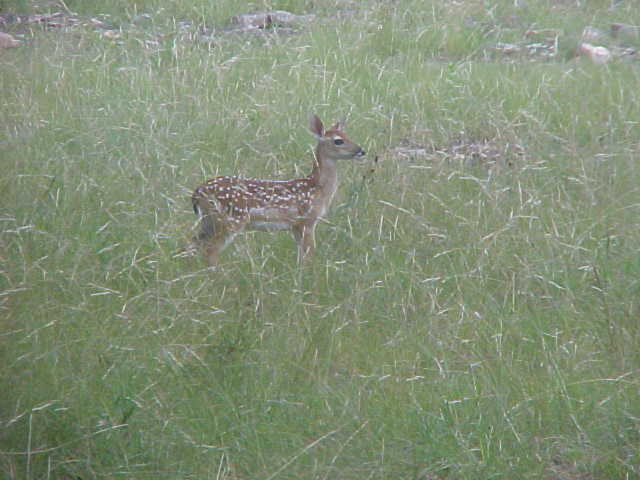 Fawn