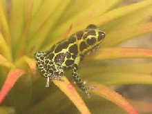 D. imitator