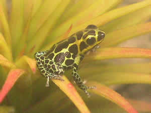 D. imitator