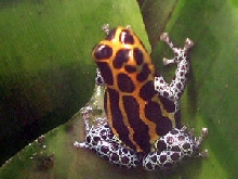 D. imitator ' Yurimaguensis'