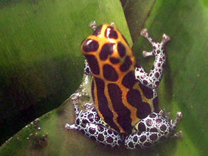 D. imitator ' Yurimaguensis'