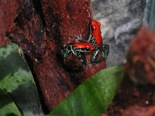 D. reticulatus