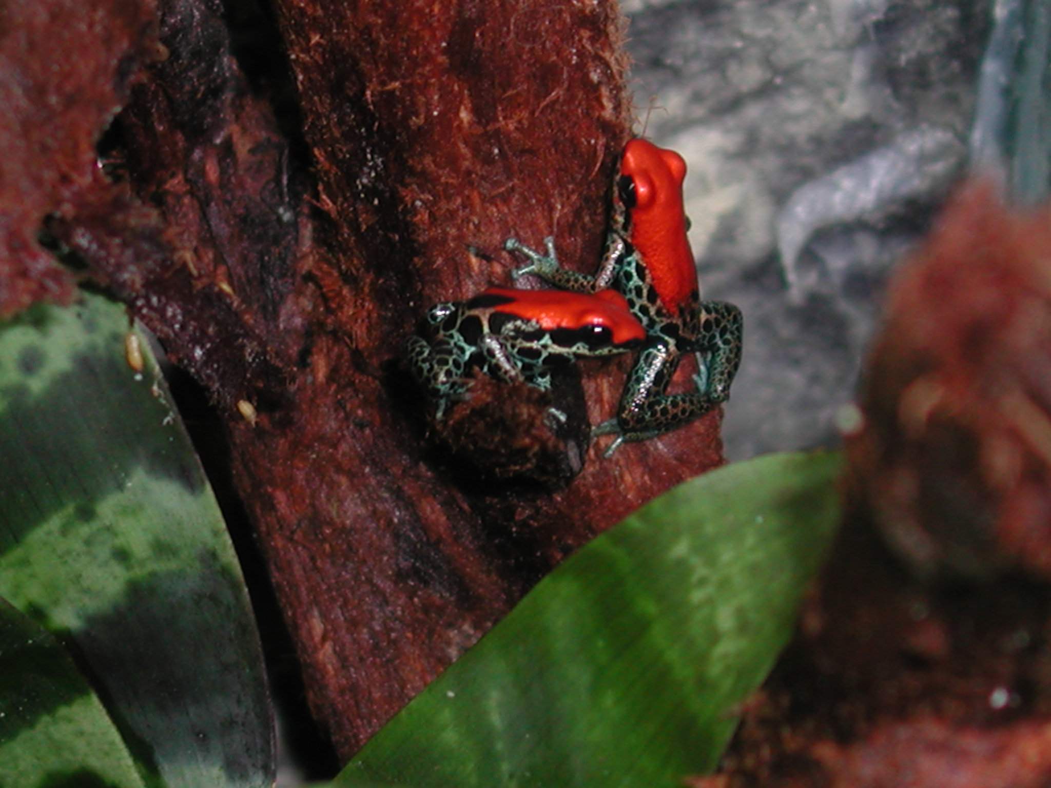 D. reticulatus