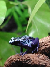 D. azureus