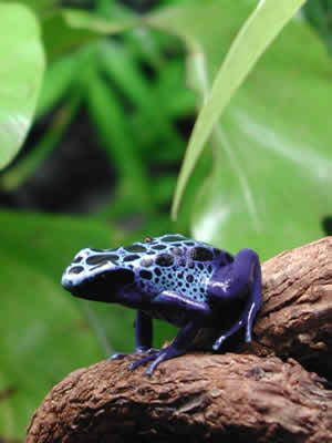 D. azureus