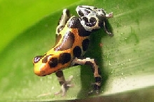 D. imitator 'intermedius'