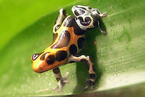 D. imitator 'intermedius'