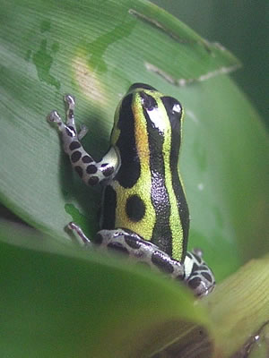 D. imitator 'panguana'