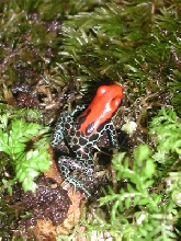 D. reticulatus