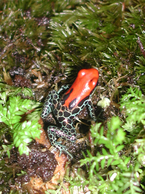 D. reticulatus
