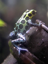 D. variabilis