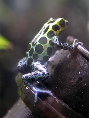 D. variabilis