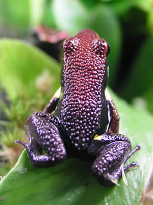 E. zaparo