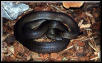 Granite Spotted Python