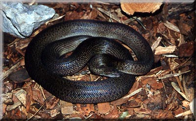 Granite Spotted Python